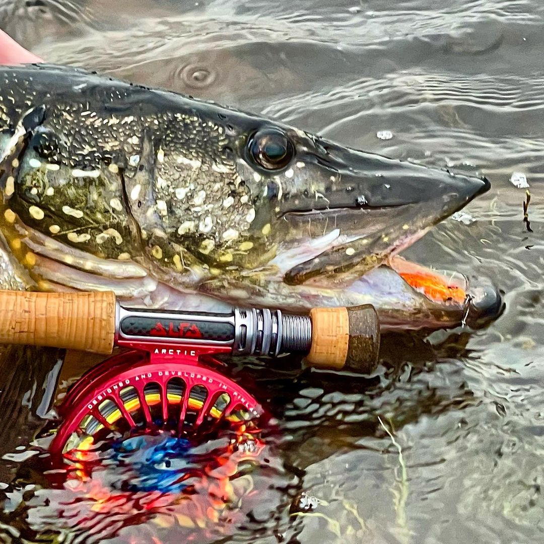 Alfa Orion Rod and Arctic Reel