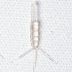Realistic Mayfly Nymph Body with Tails