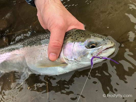 Frosty Fly Wiggly Worm Bodies