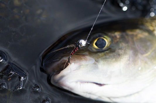 Red Zebra Jig Nymph