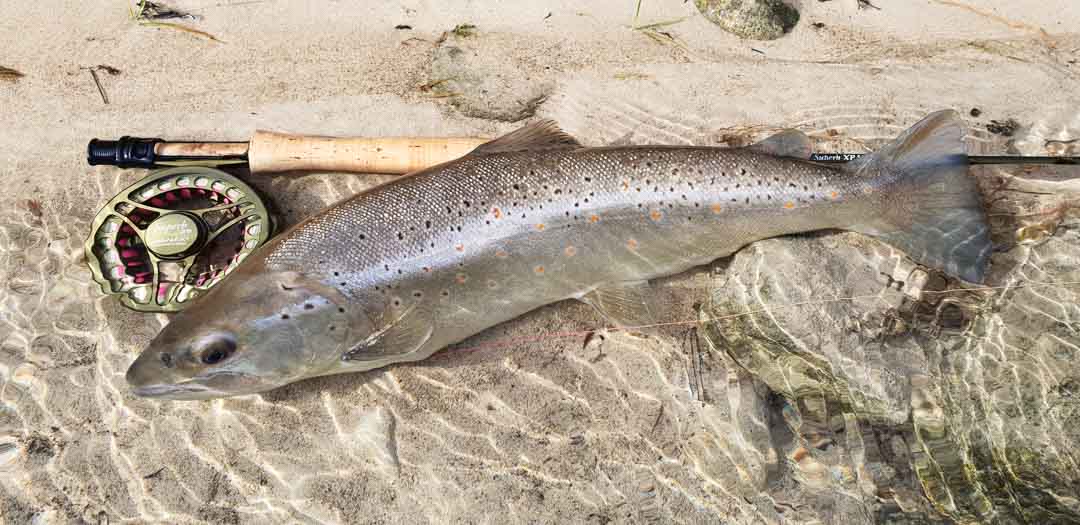 Hanak Superb XP Reels