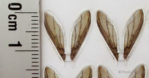 Realistic Bee Wings