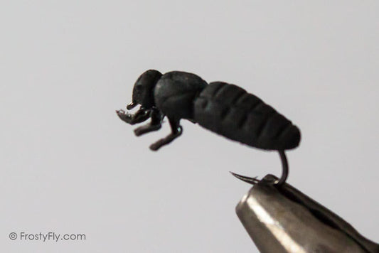 Realistic Black Bug Fly