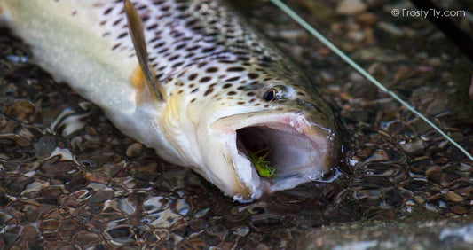 Realistic Grasshopper fly in Action