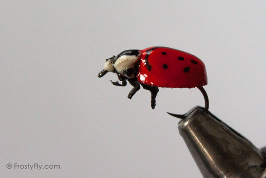 Realistic Red Ladybug Fly