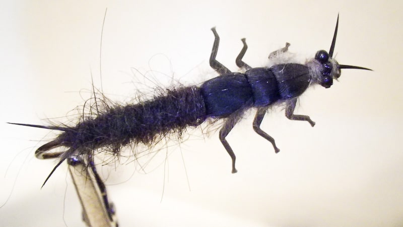 Bob's Hellgrammite Larva