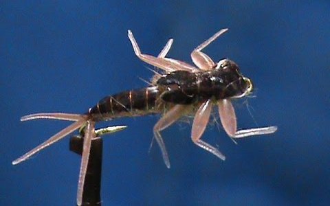 Brown Mayfly Nymph by Jim Misiura
