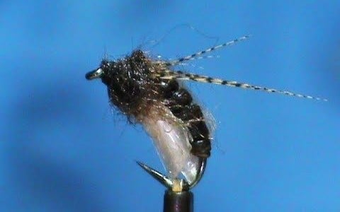 Catgut Pupae tied by Jim Misiura