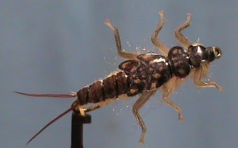 Dark Hemingway Stonefly Nymph