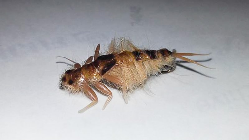 Dimitri Ristic's Green Drake Nymph