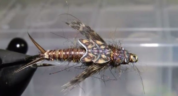 Double Shot Stonefly Nymph - Fly Tying with Corey