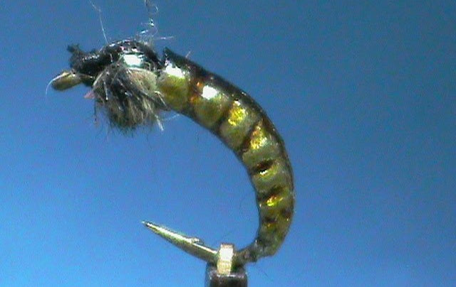 FrostyFly Hydropsyche Nymph with Jim Misiura