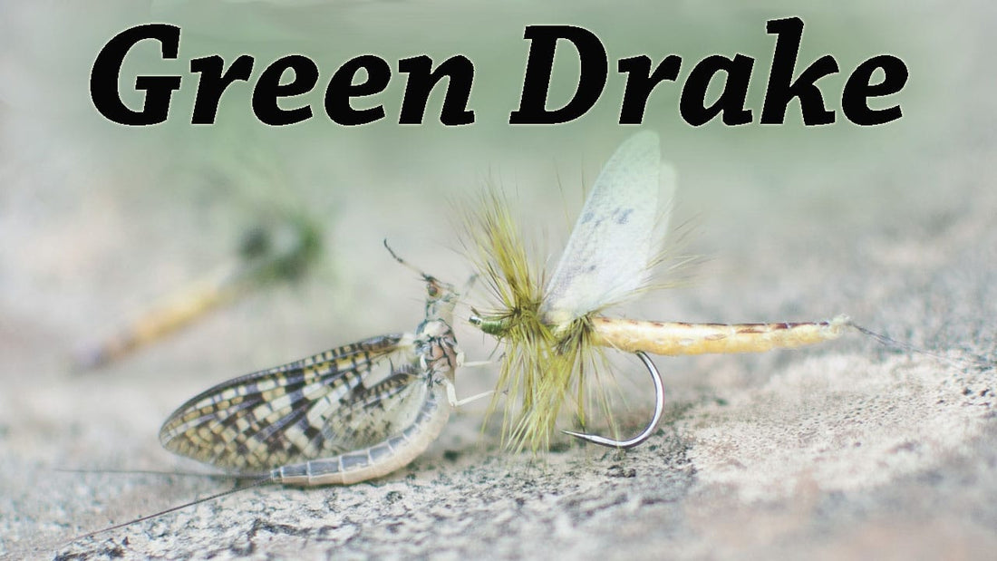 Green Drake Mayfly by Kevin Hospodar