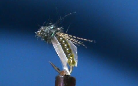 Stretch Caddis Pupa by Jim Misiura