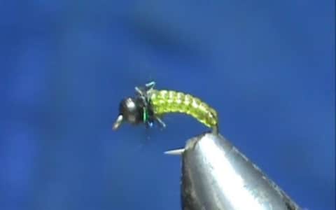 Jim Misiura's Stretch Rib Caddis Larva