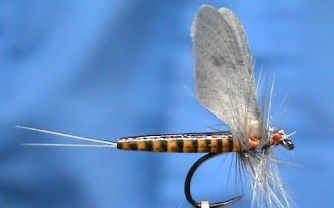 Realistic Red Quill Mayfly Dry Pattern by Jim Misiura