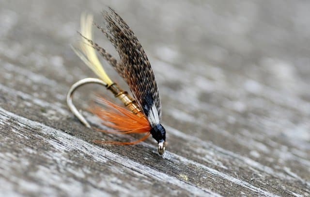 Streamer Flies and Why Fish Strike at Them