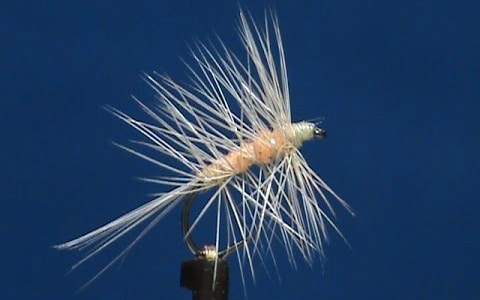 Sulphur Gnat by Jim Misiura