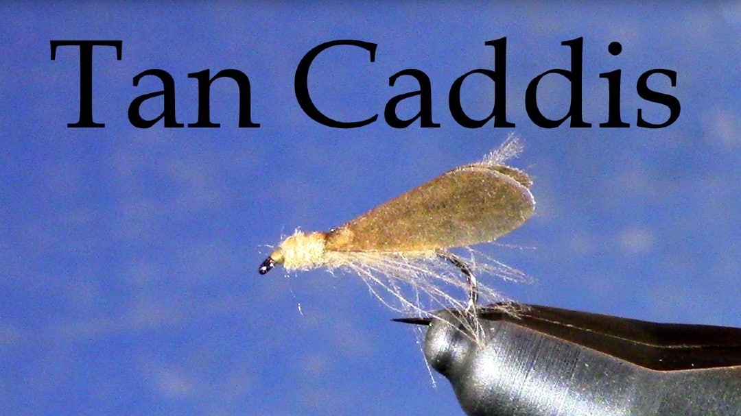 Tan Caddis by Tim Cammisa
