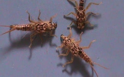 Hemingway's Tan Stonefly Nymph