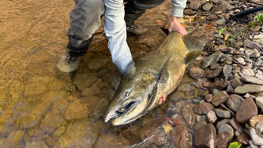 Why Egg Flies Work When Trout Ignore Everything Else