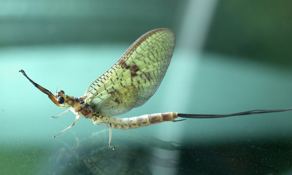 Mayfly Pin Mayfly - The Life Cycle & How to Fish Mayfly Patterns – Frosty Fly