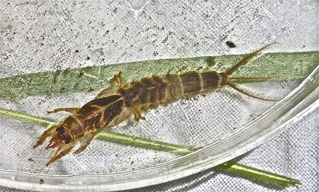 Mayfly burrower nymph ‚Äì ‚ÄòCommon burrower mayfly, Ephemera guttalata'