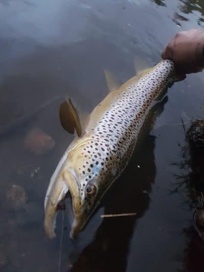 Realistic Elk Wing Parachute Mayfly
