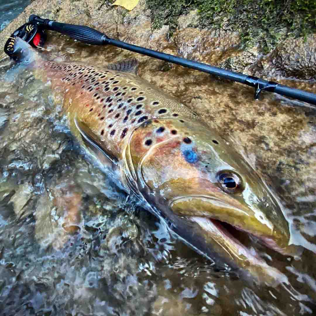 Adams MAX Black 10.5' 3wt Fly Rod in action