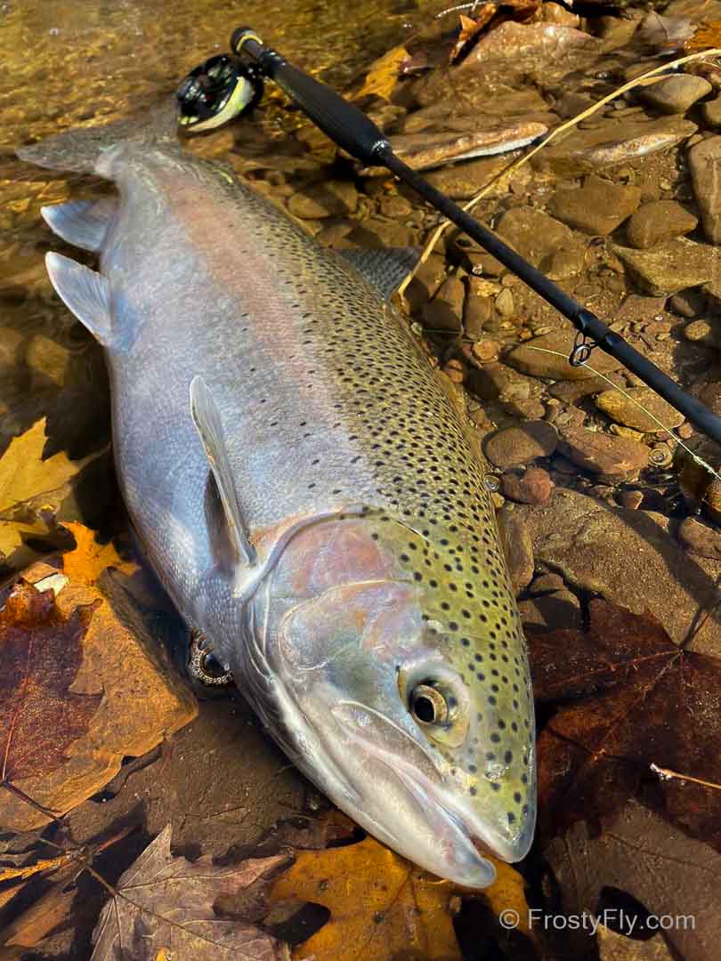 Adams MAX Black 10.5' 3wt The Big Fish Fly Rod - in action