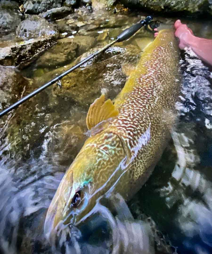 Adams XTZ Euro Nymphing Rod 2wt in action