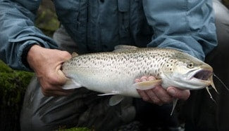 Ahrex NS110 Nordic Salt Streamer Fly Hooks Straight Eye