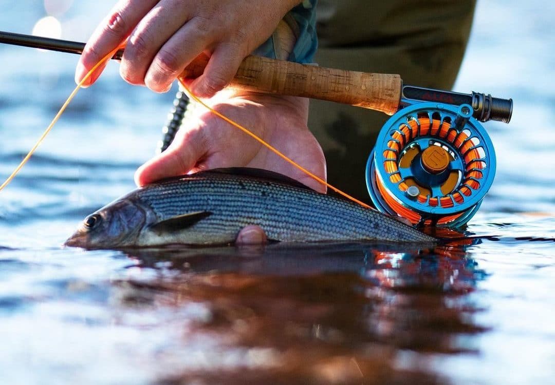 Alfa ARCTIC Reels - Petrol Blue