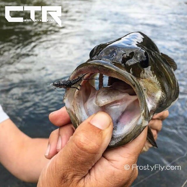 Bass caught with a realistic stonefly nymph pattern