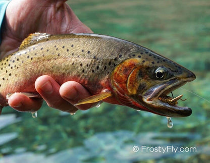 Realistic Green Hopper