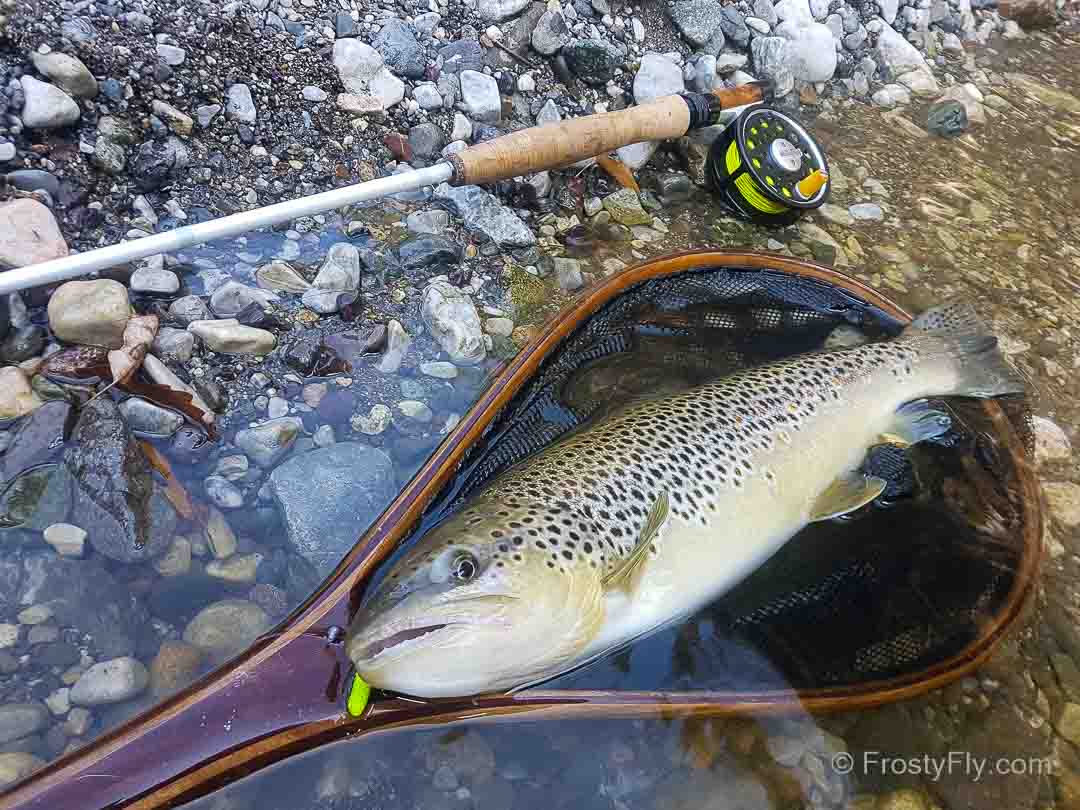 Mop Fly and a beautiful trout