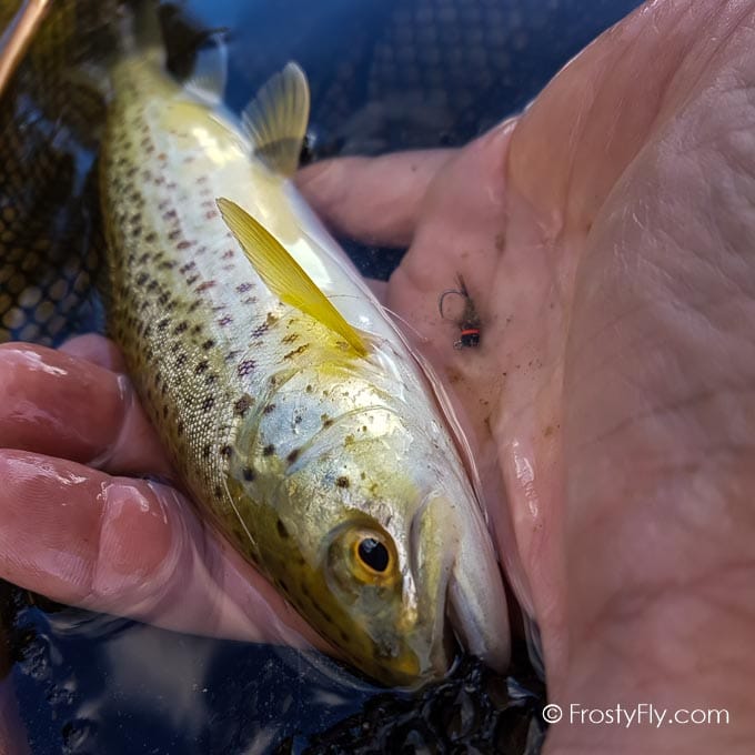 Black & Olive Jig Nymph HS in action