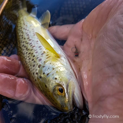 Black & Olive Jig Nymph HS in action