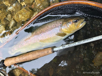 Sinapsi Black Sheep rod and brown trout