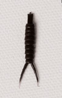 Realistic Stonefly Nymph Body with Tails