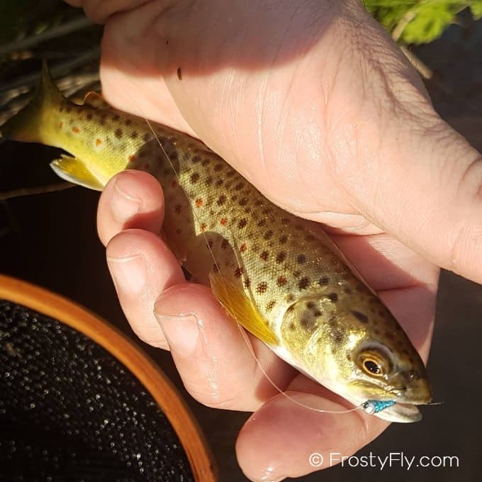 Blue Sky Perdigon in action