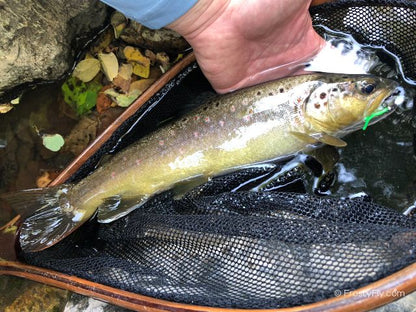 Brown trout caught on a Inchworm Green Wiggly Worm Bodies