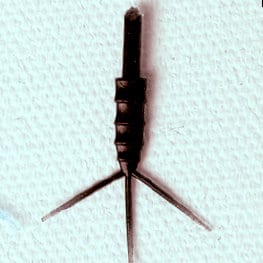 Realistic Mayfly Nymph Body with Tails