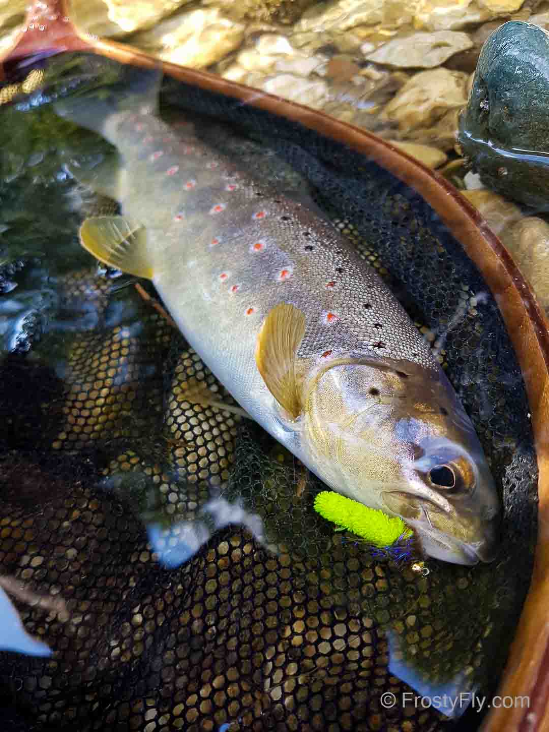 Tungsten Mop Fly in action