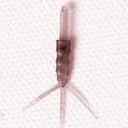 Realistic Mayfly Nymph Body with Tails