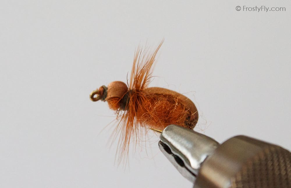 Cockchafer Fly in Action