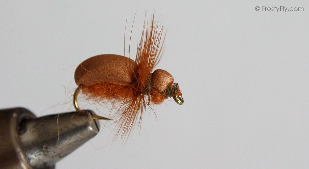 Cockchafer Fly in Action