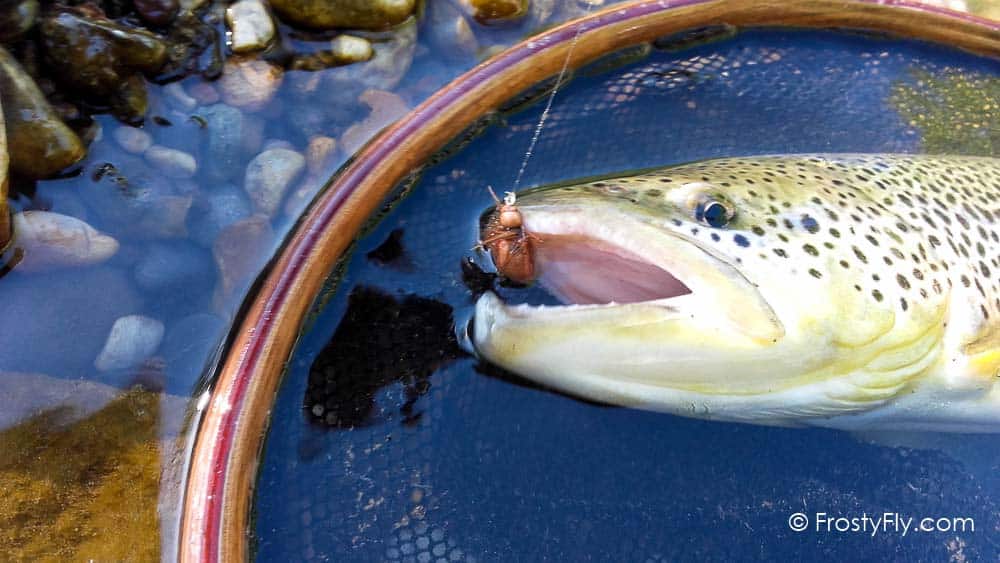 Cockchafer Fly in Action