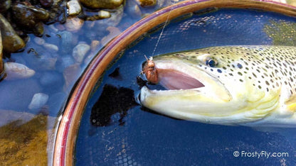 Cockchafer Fly in Action