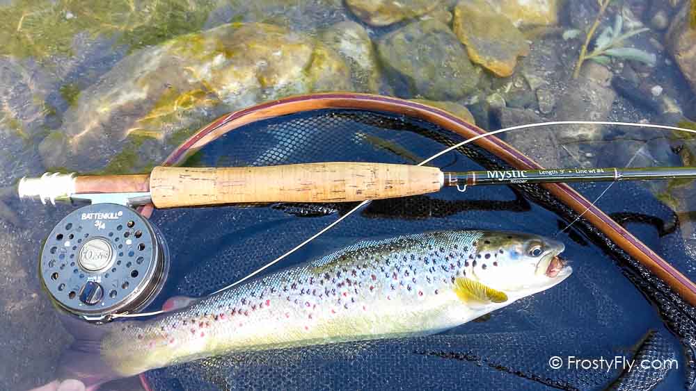 Cockchafer Fly in Action
